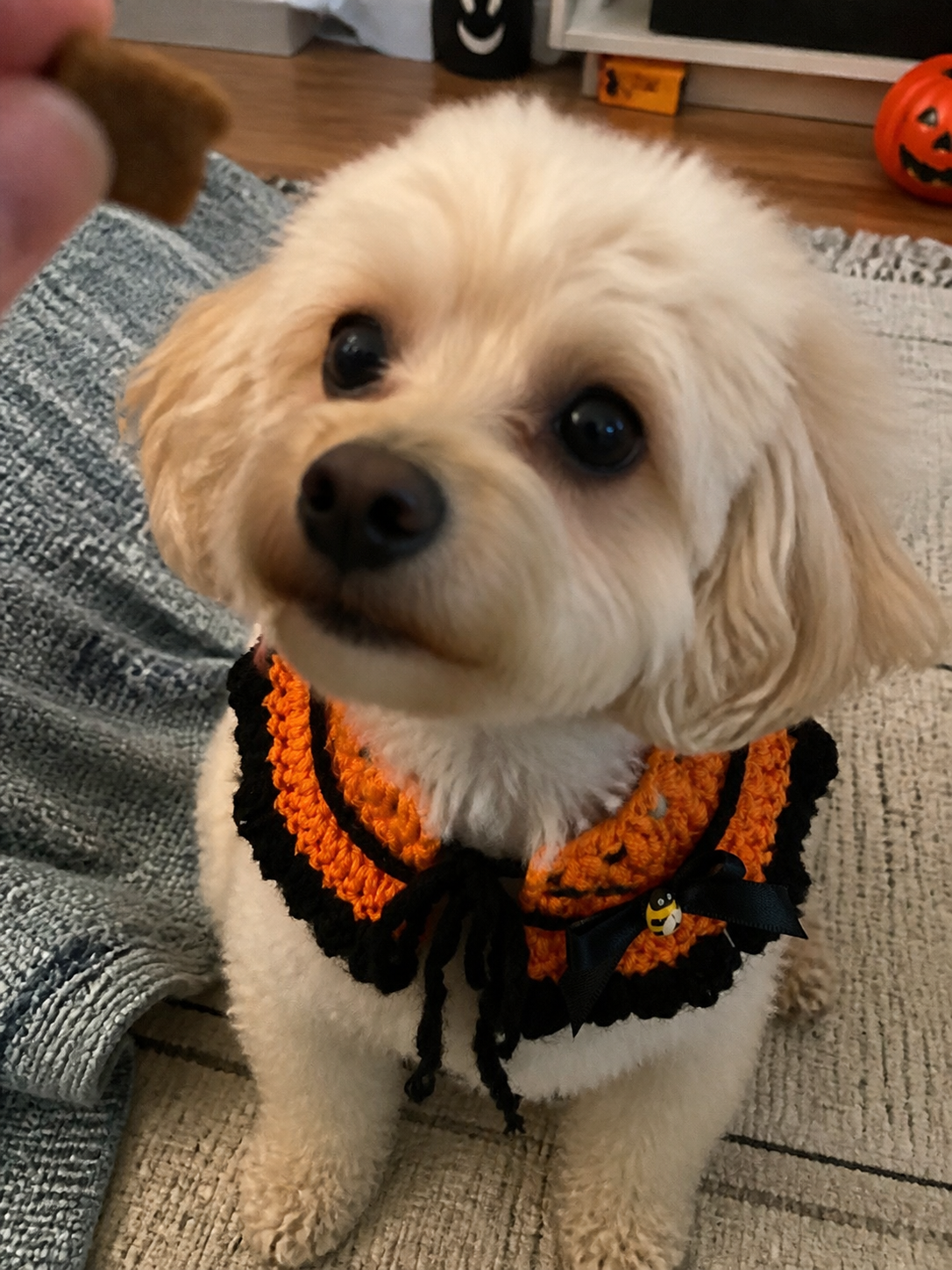 Halloween Pet Costume Collars and Hats